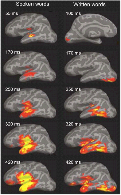 Ondas cerebrales de la lectura y la escucha