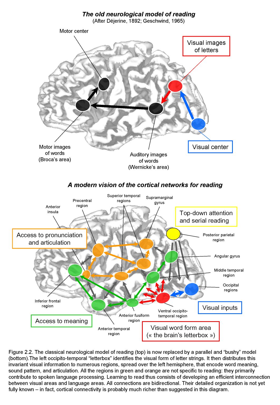 Modelos cerebrales de la lectura